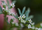 Butler's sandparsley